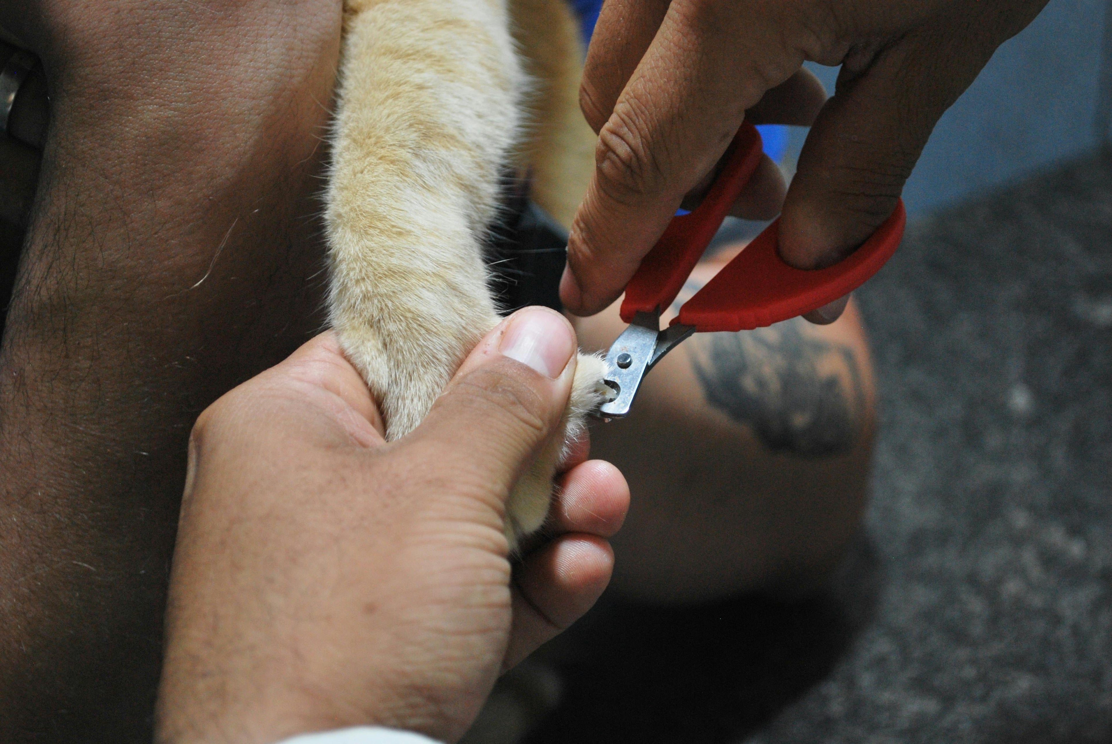 Paw & Nail Care: More Than Just a Trim