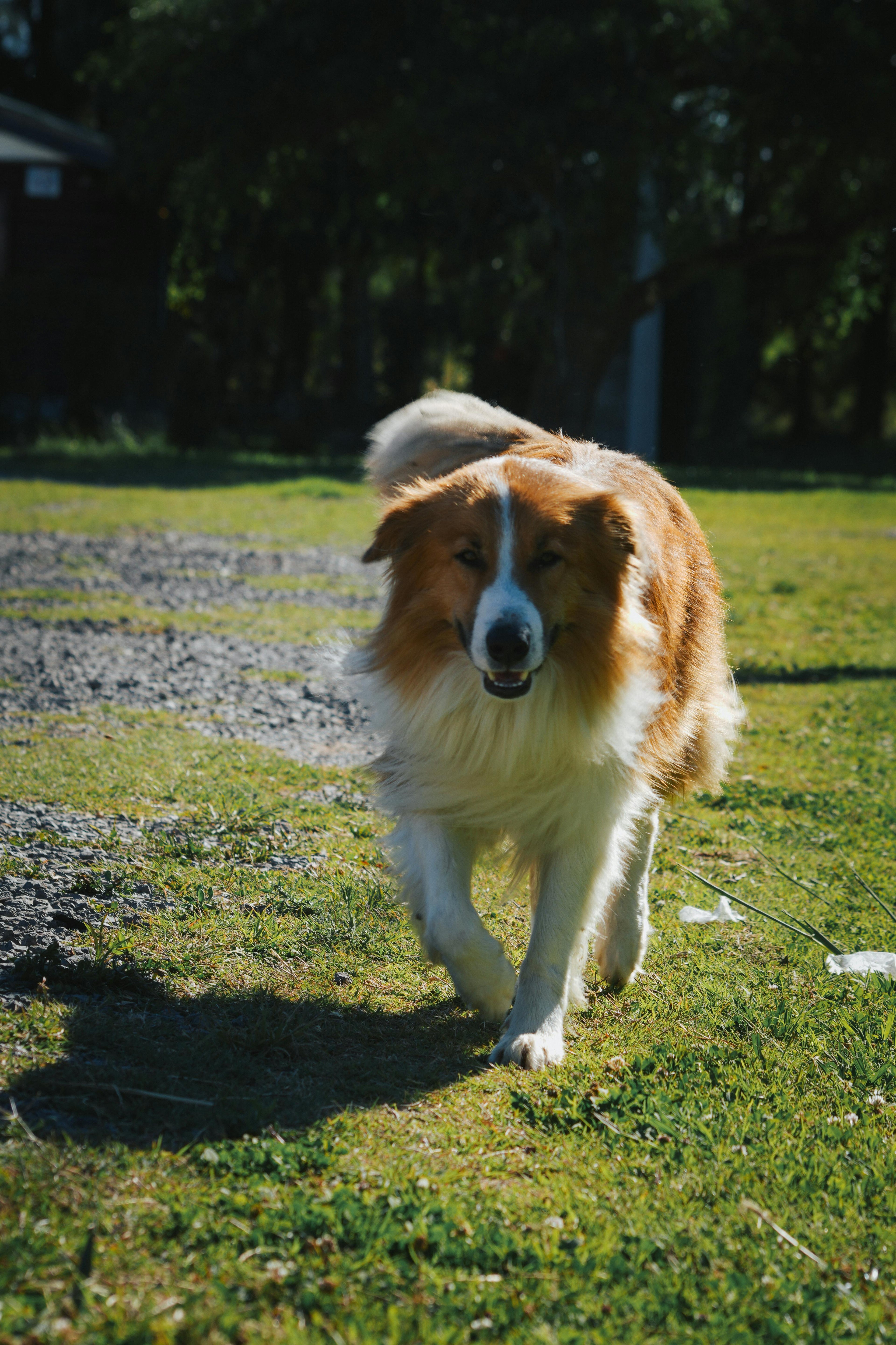 Introduction: Why Pet Hygiene Matters